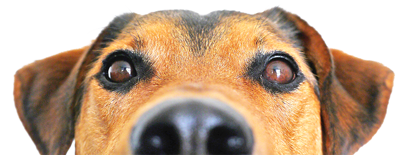 hond