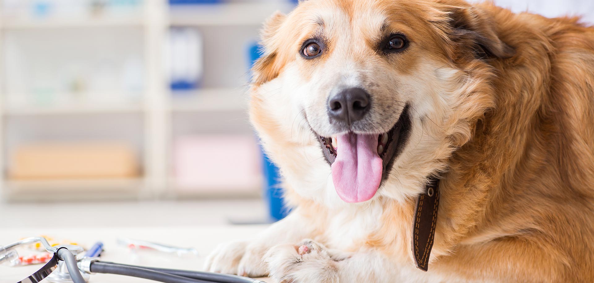 Dierenarts Odijk hond